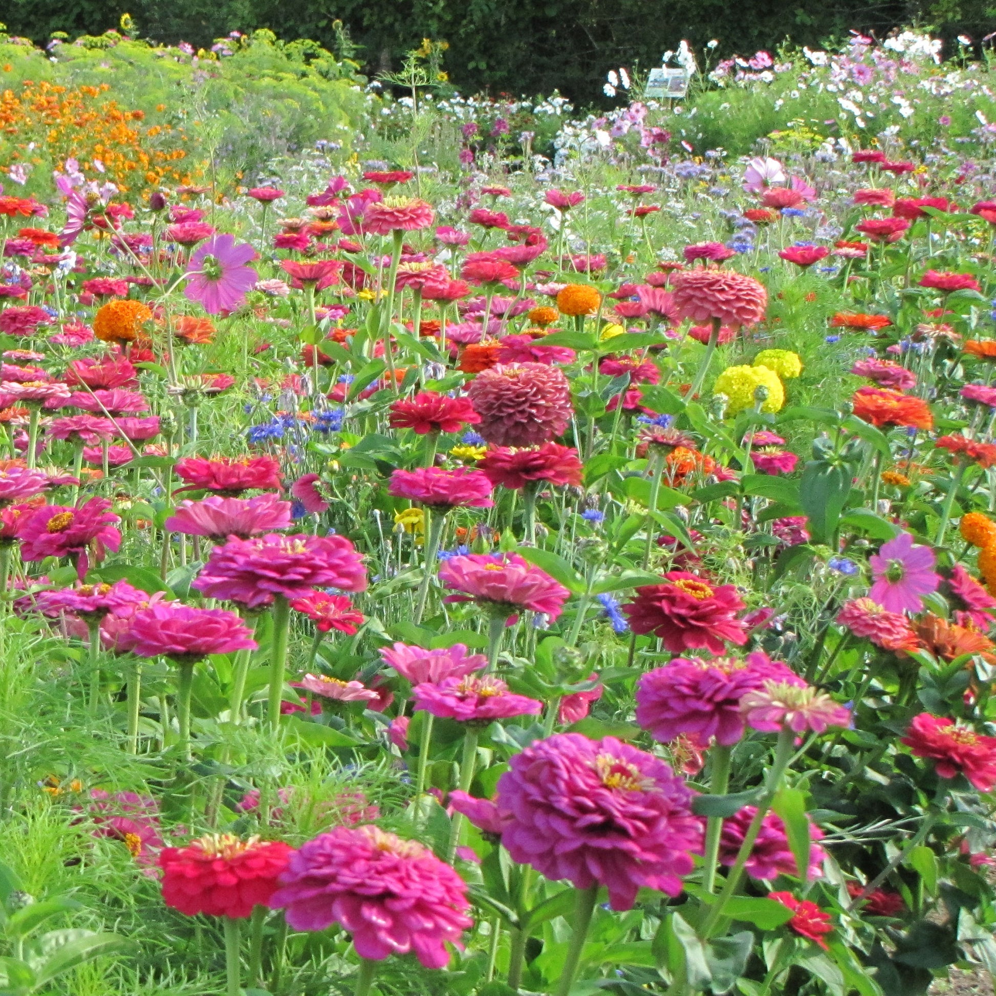 Spezielle Blumenmischung Schnittblumen - Mélange fleuri spécial fleurs à couper - Bakker