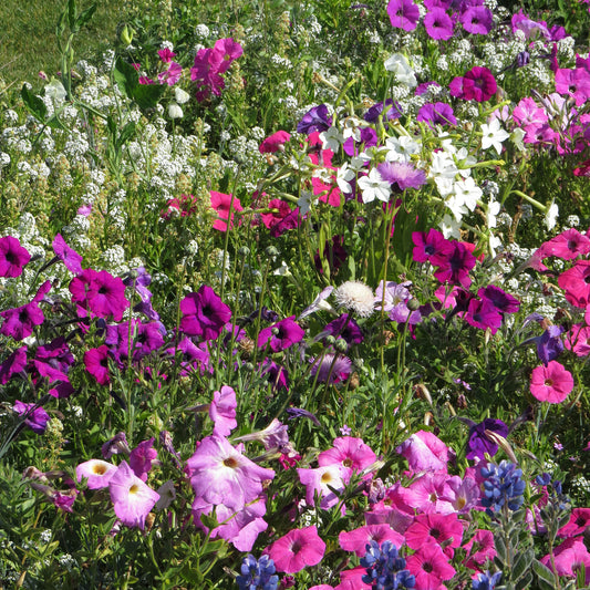 Stark duftende Blumenmischung - Bakker