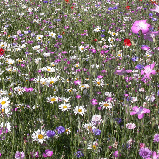Feldblumenmischung