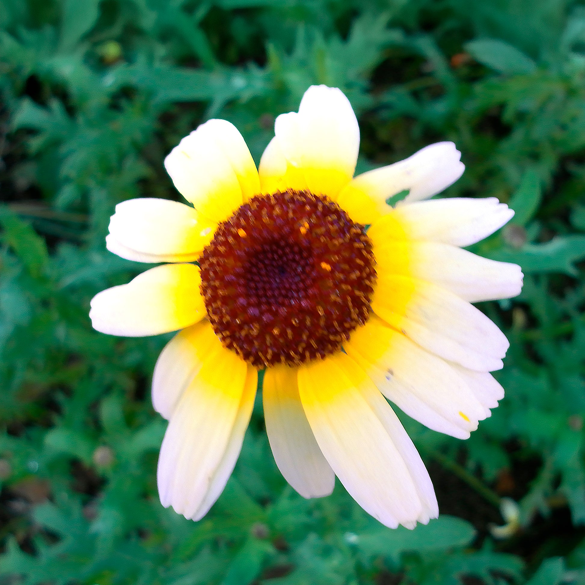 Saatgut Bunte Margerite Polar Star - Chrysanthemum carinatum Polar Star