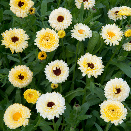 Ringelblume Ivory Princess - Bakker