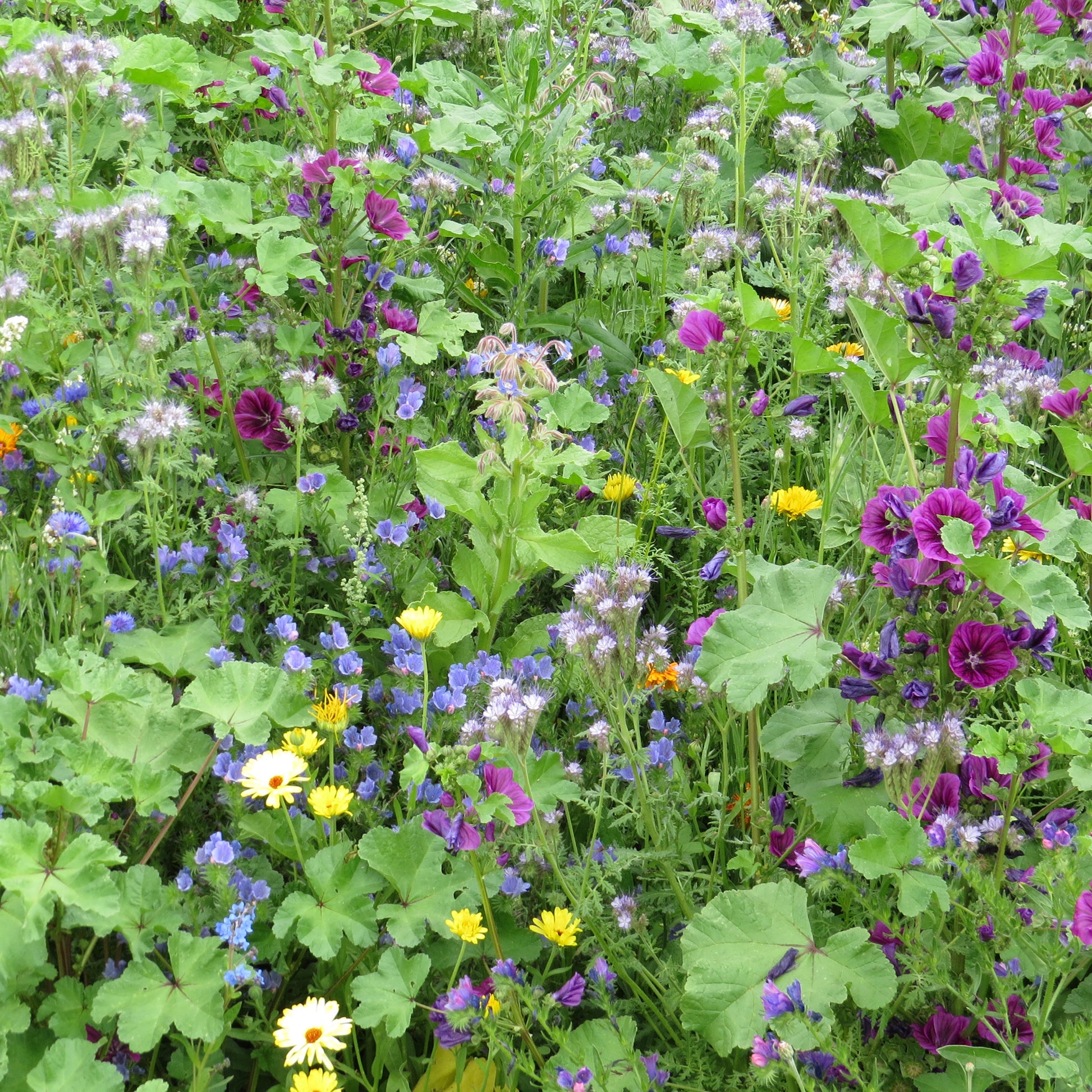 Intensiver Bienenblumen-Mix - Bakker