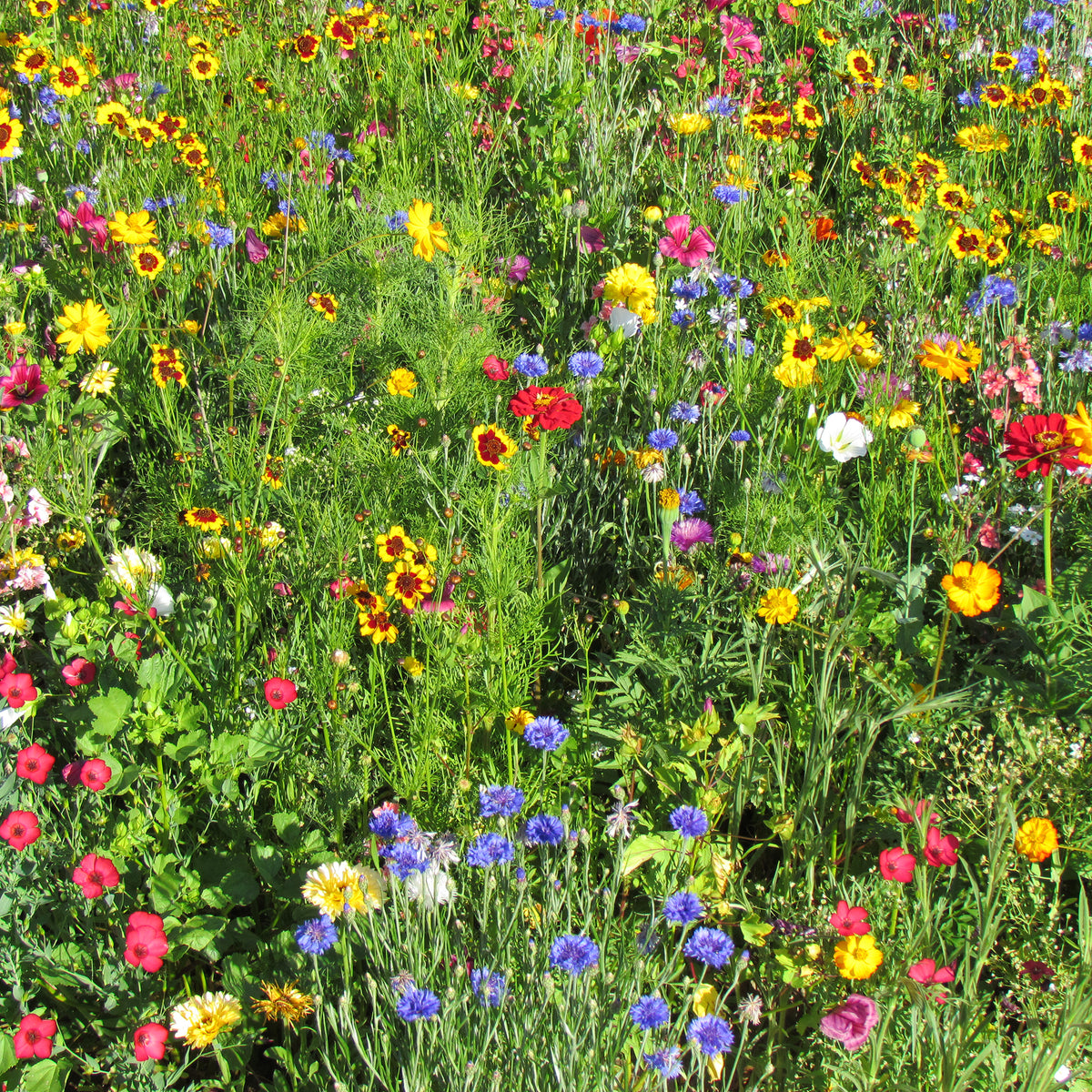 Sommerblumen-Mix multicolour - Bakker