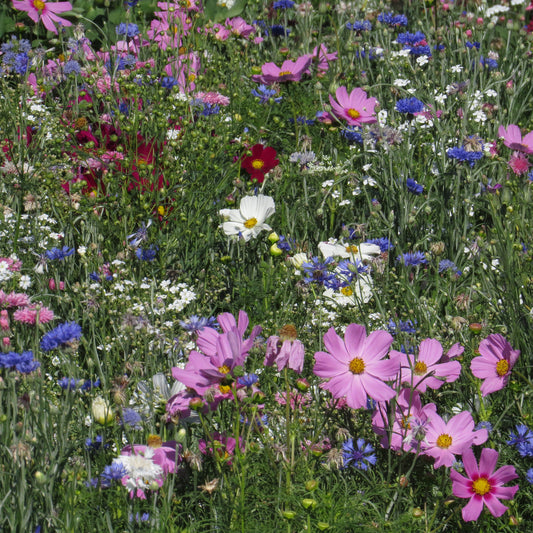 Pastellfarbene Blütenmischung - Bakker