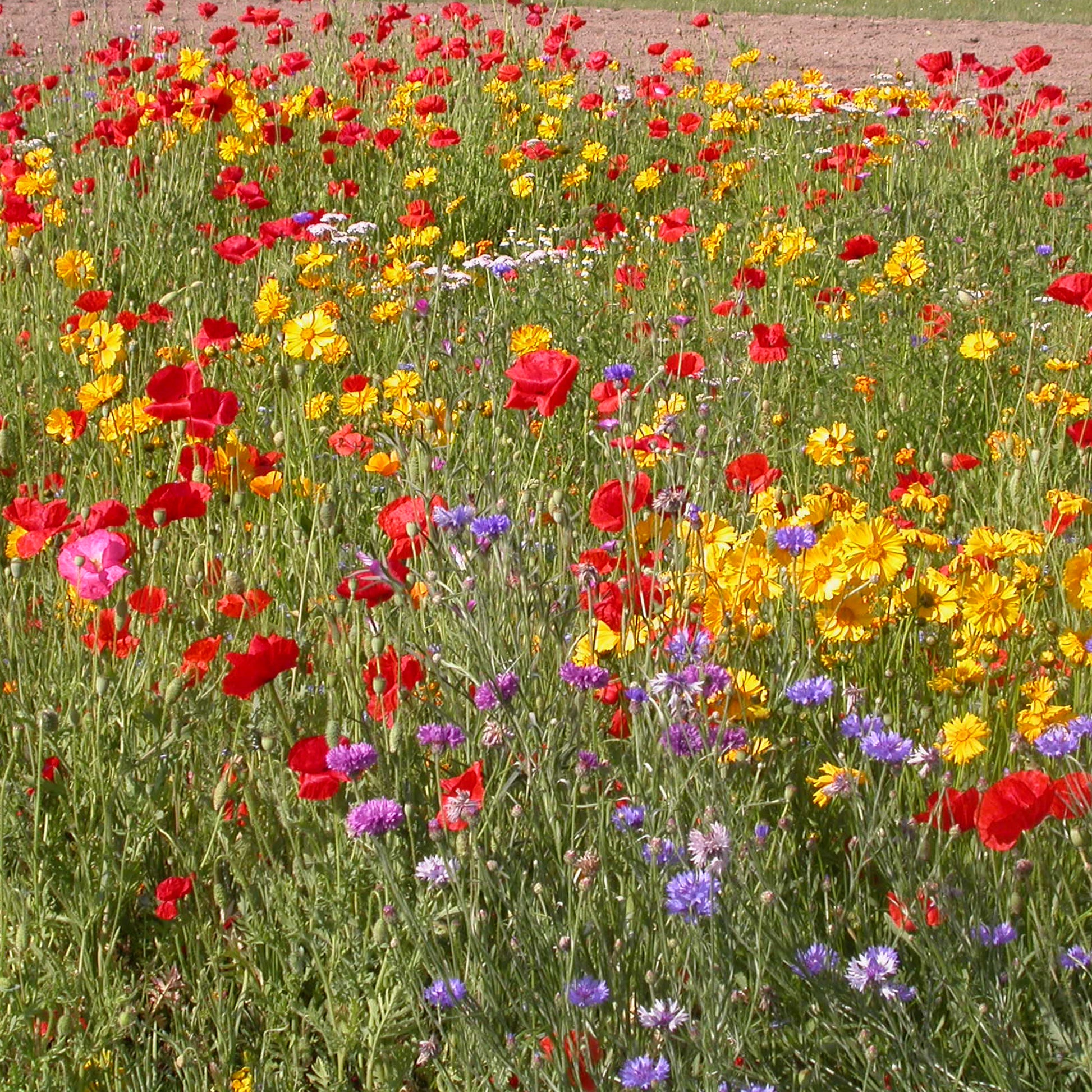 Rustikale Blumenmischung - Bakker