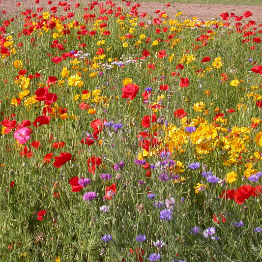Rustikale Blumenmischung - Bakker