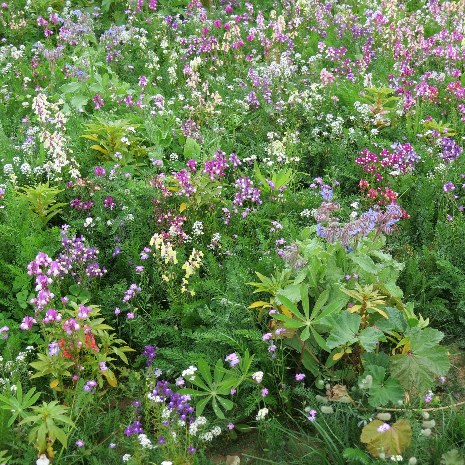Blumenmischung für schattige Standorte - Bakker