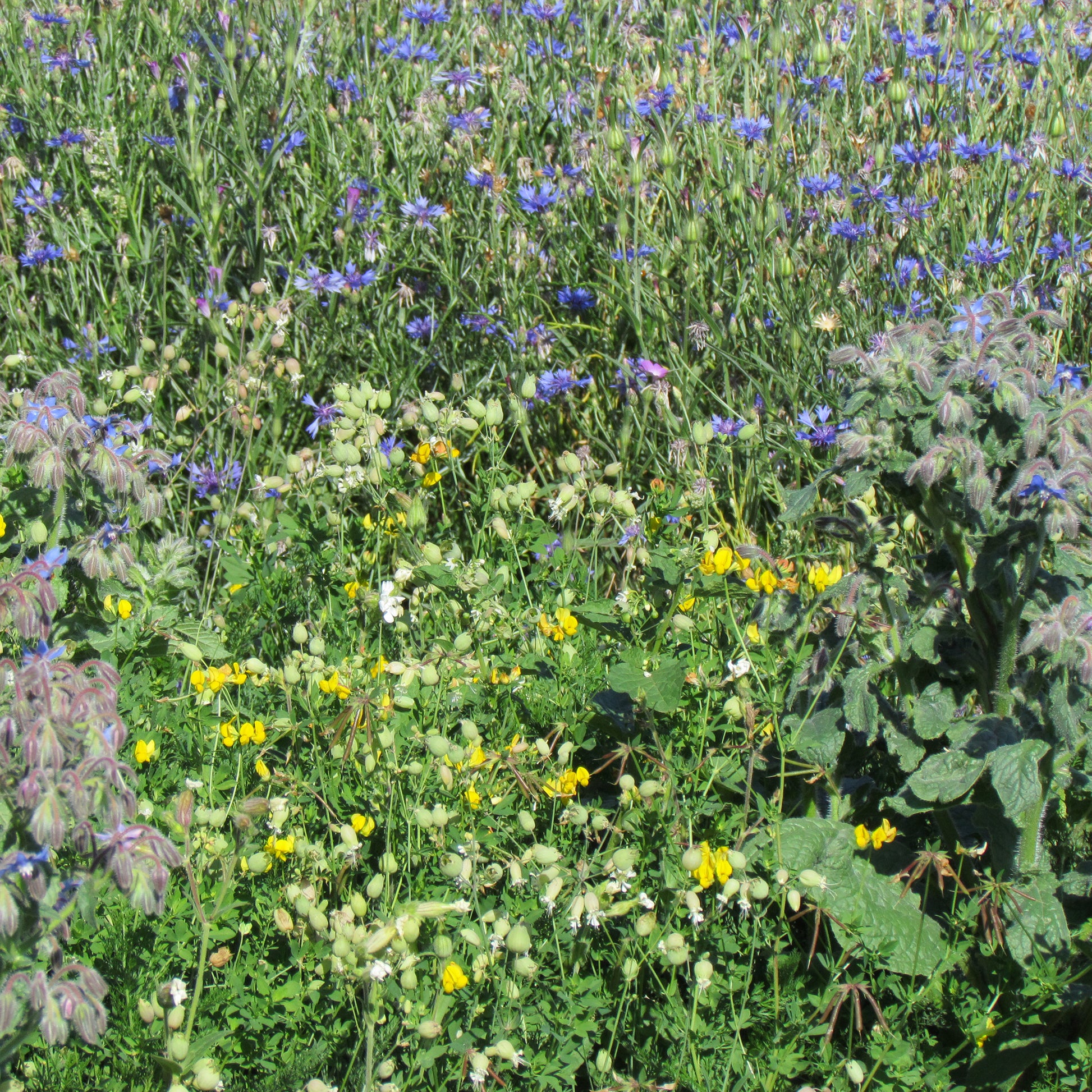 Blumenmischung „Allround“ - Bakker