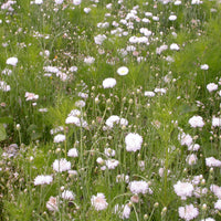 Cremefarbene Blütenmischung - Bakker