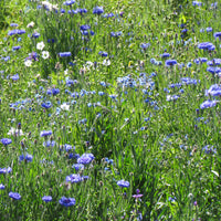 Blaue Blütenmischung - Bakker