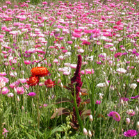 Blumenmischung für Trockenblumensträuße - Bakker