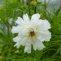Schmuckkörbchen 'Double Dutch White' - Cosmos bipinnatus 'Double Dutch White' - Bakker