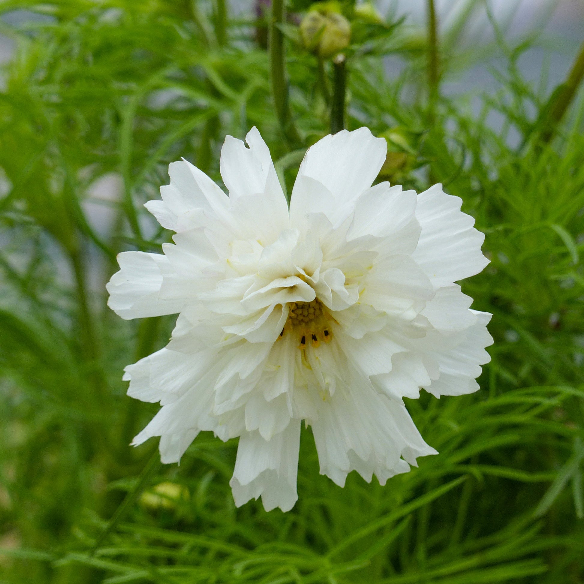 Schmuckkörbchen 'Double Dutch White' - Cosmos bipinnatus 'Double Dutch White' - Bakker