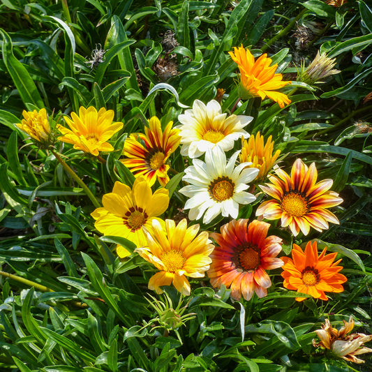 Gazanie Sunshine Hybrids - Bakker