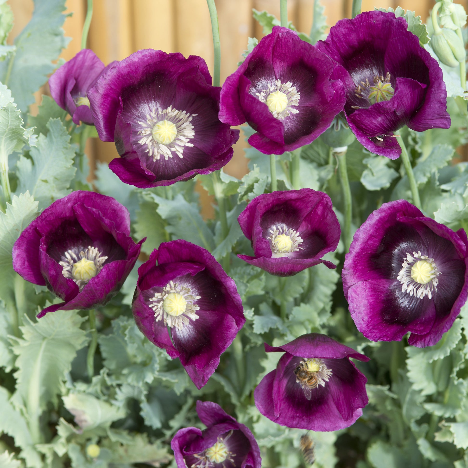 Schlafmohn Lauren's Grape - Papaver somniferum 'Lauren's Grape' - Bakker