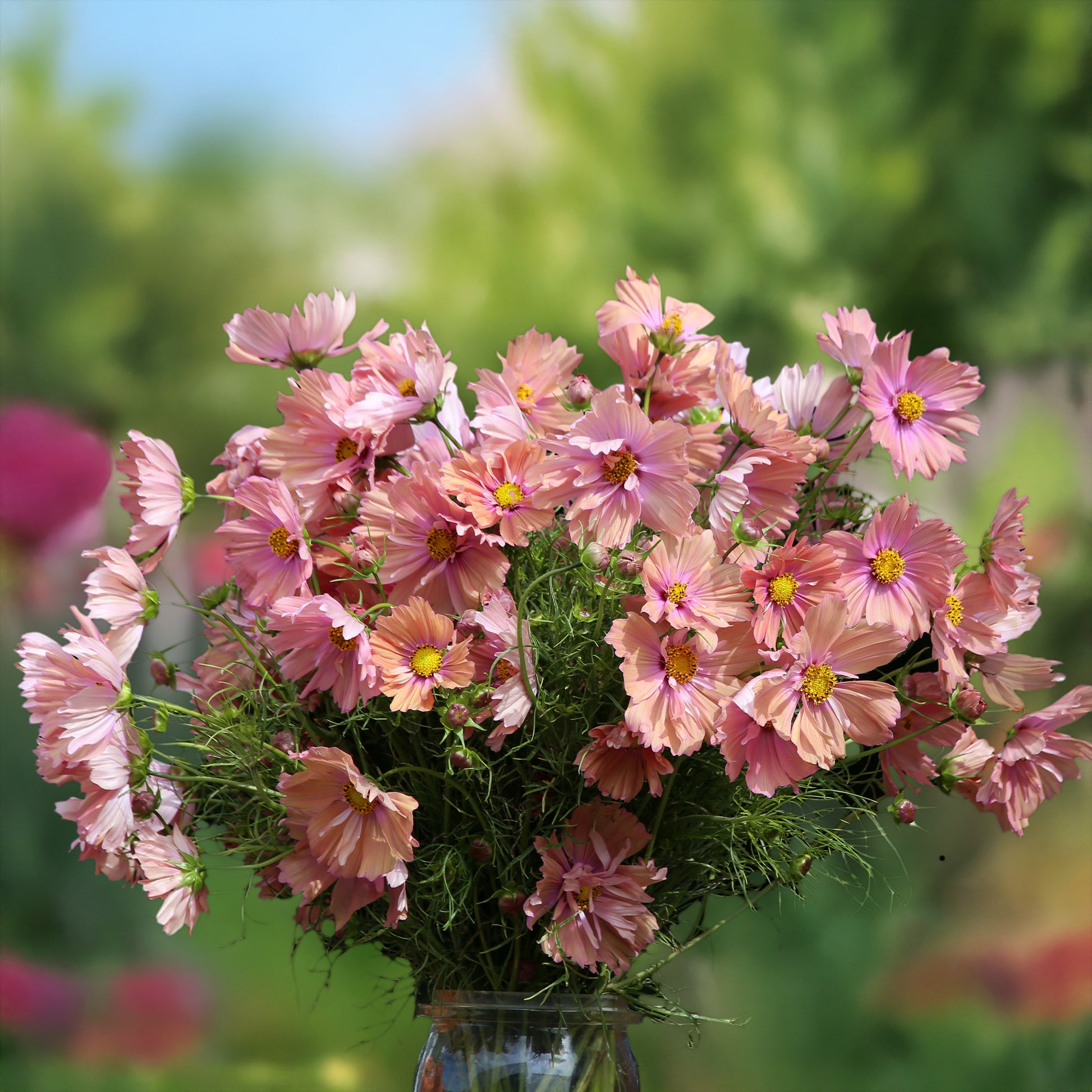 Cosmos Apricotta - Schmuckkörbchen 'Apricotta' - Samen für Blumenbeete und -ränder