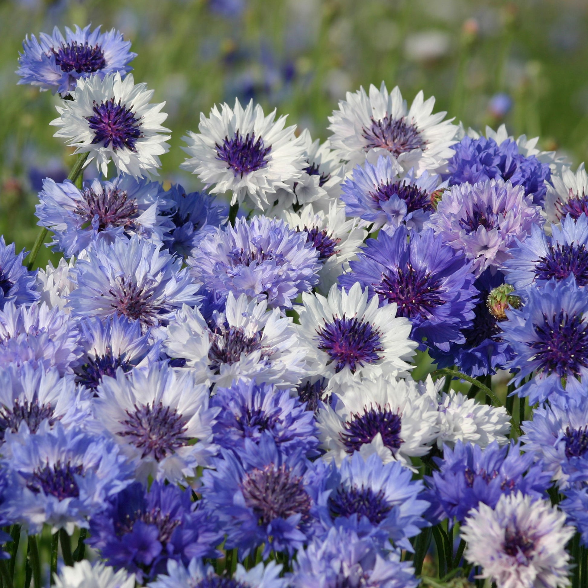 Kornblume Classic Fantastic - Bakker