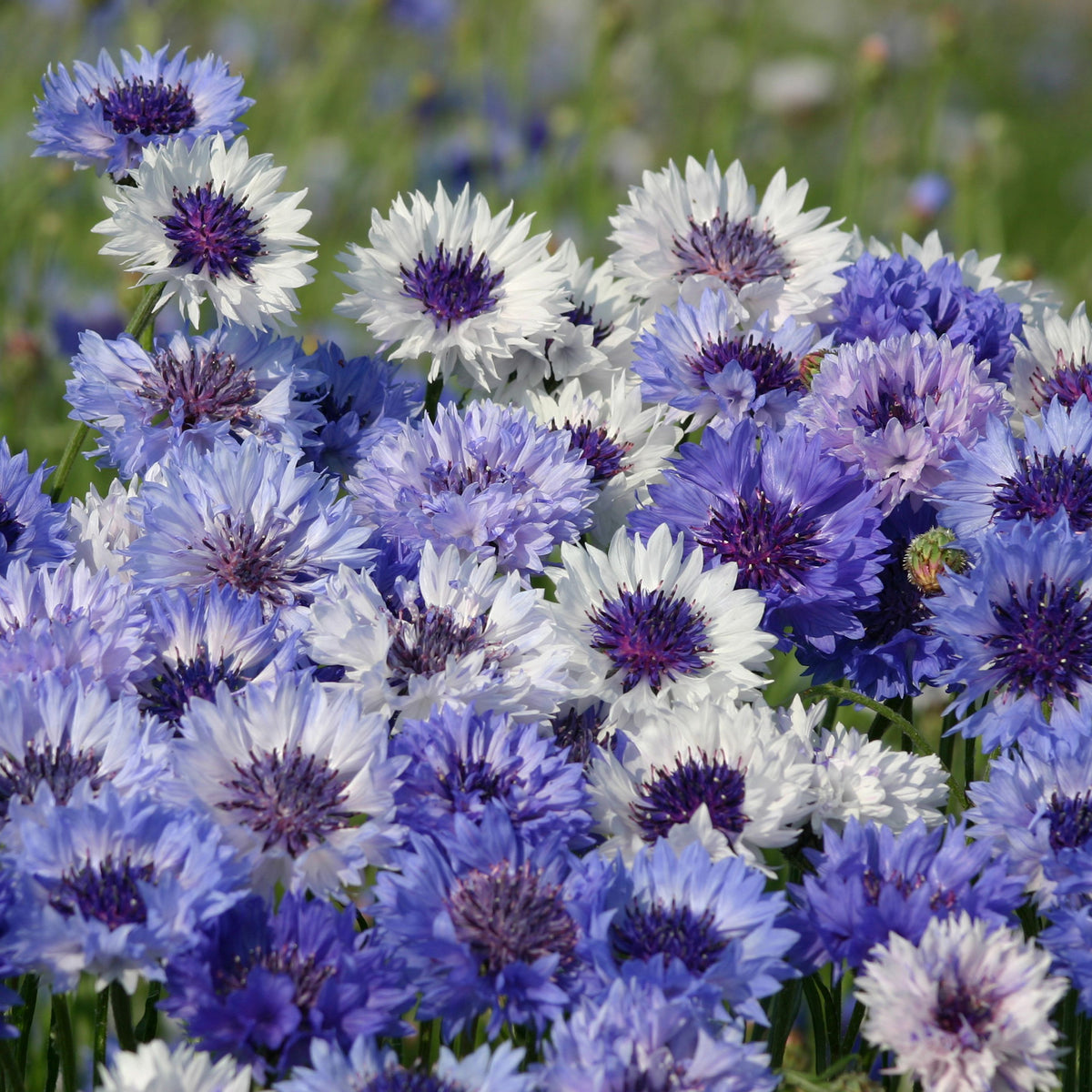 Kornblume Classic Fantastic - Bakker