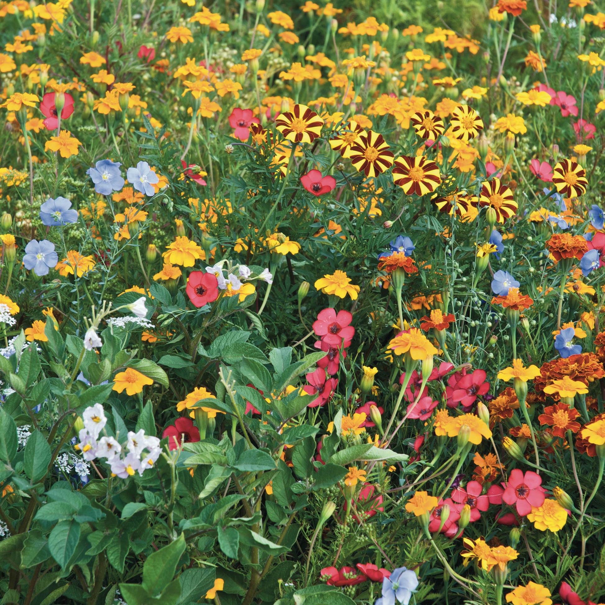 Blumen gegen Kartoffelkäfer - Bakker