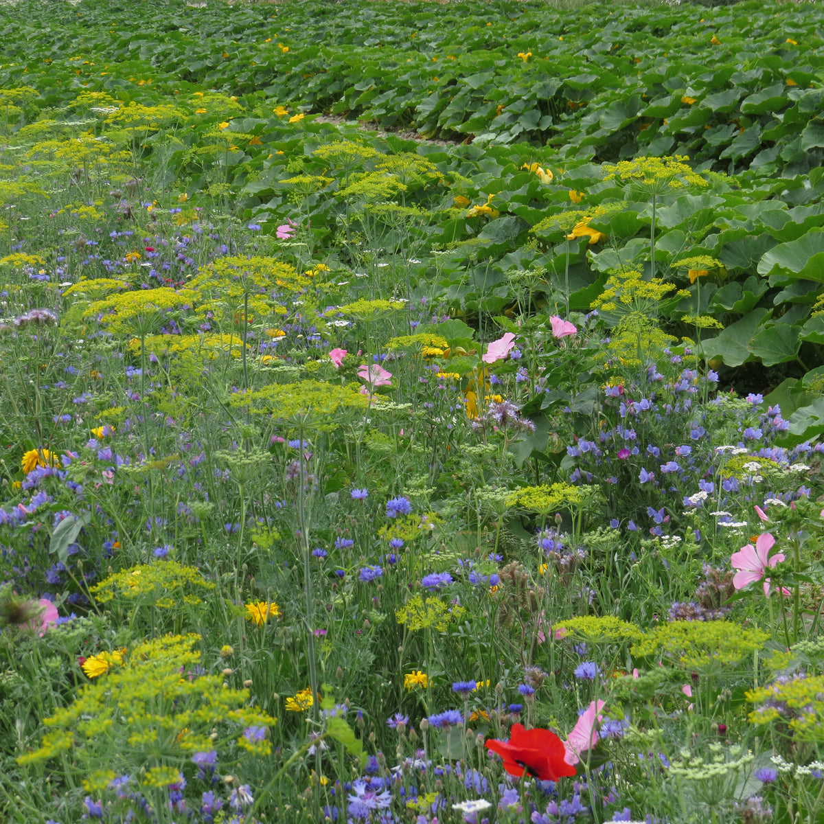 Nützliche Blumen für den Gemüsegarten - Bakker