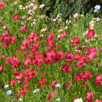 Samen für einjährige Blumen - Roter Lein - Linum grandiflorum 'Rubrum'