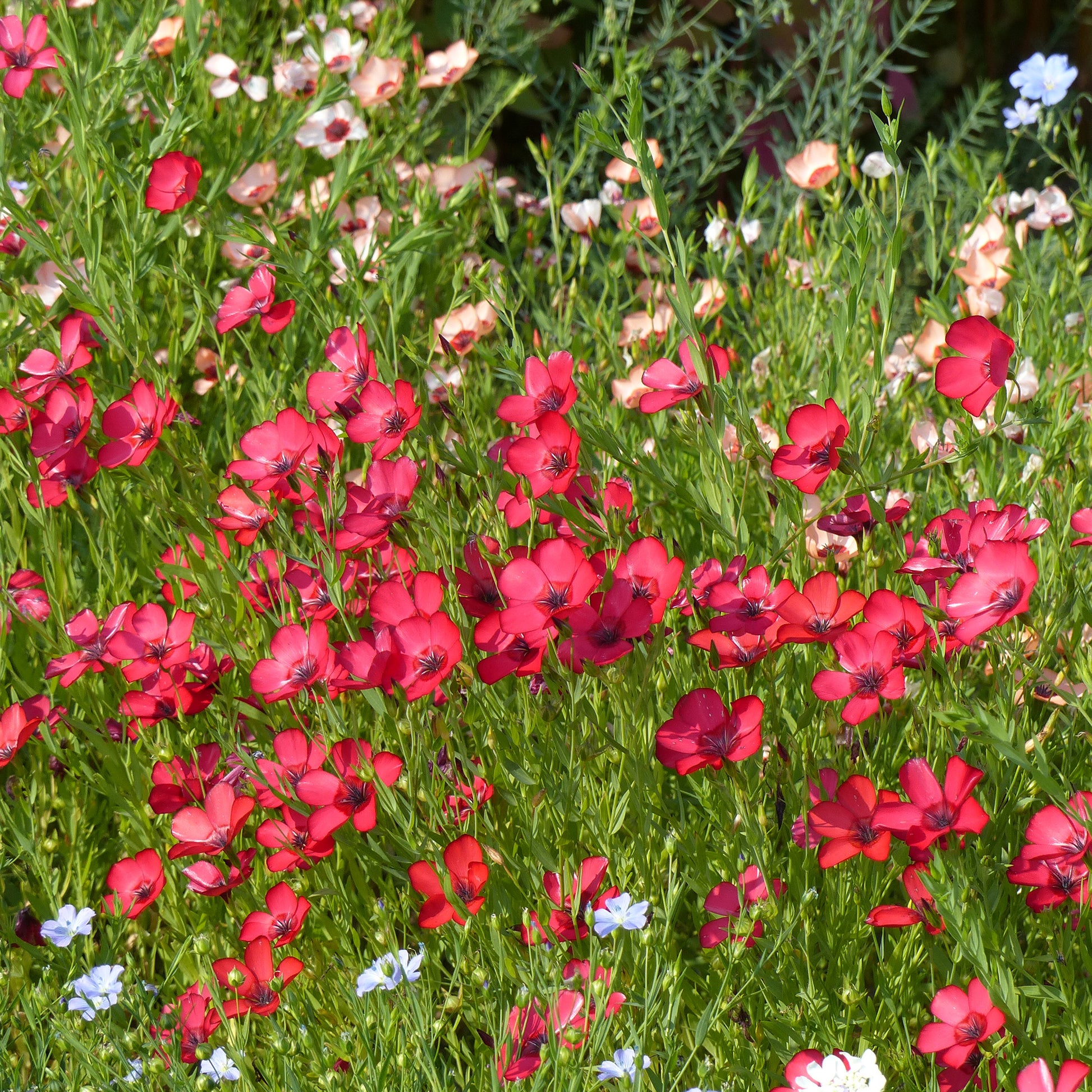 Samen für einjährige Blumen - Roter Lein - Linum grandiflorum 'Rubrum'