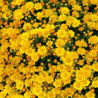 Pazifische Chrysantheme Bengo Gold - Ajania bellania bengo gold - Pflanzenarten