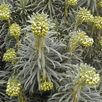 Wolfsmilch der Garrigues - Euphorbia characias - Pflanzenarten