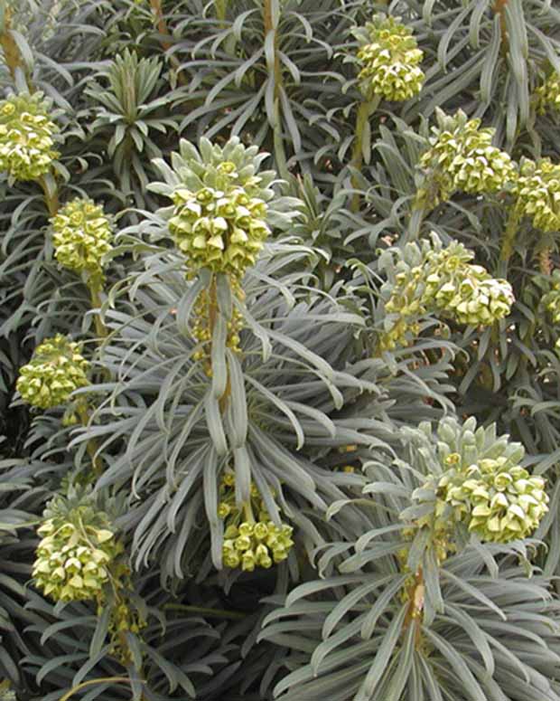 Wolfsmilch der Garrigues - Euphorbia characias - Pflanzenarten