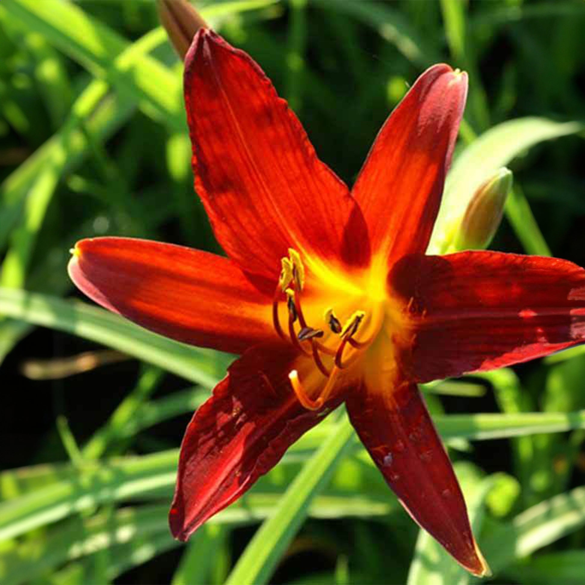 Taglilie Sammy Russell - Hemerocallis sammy russell