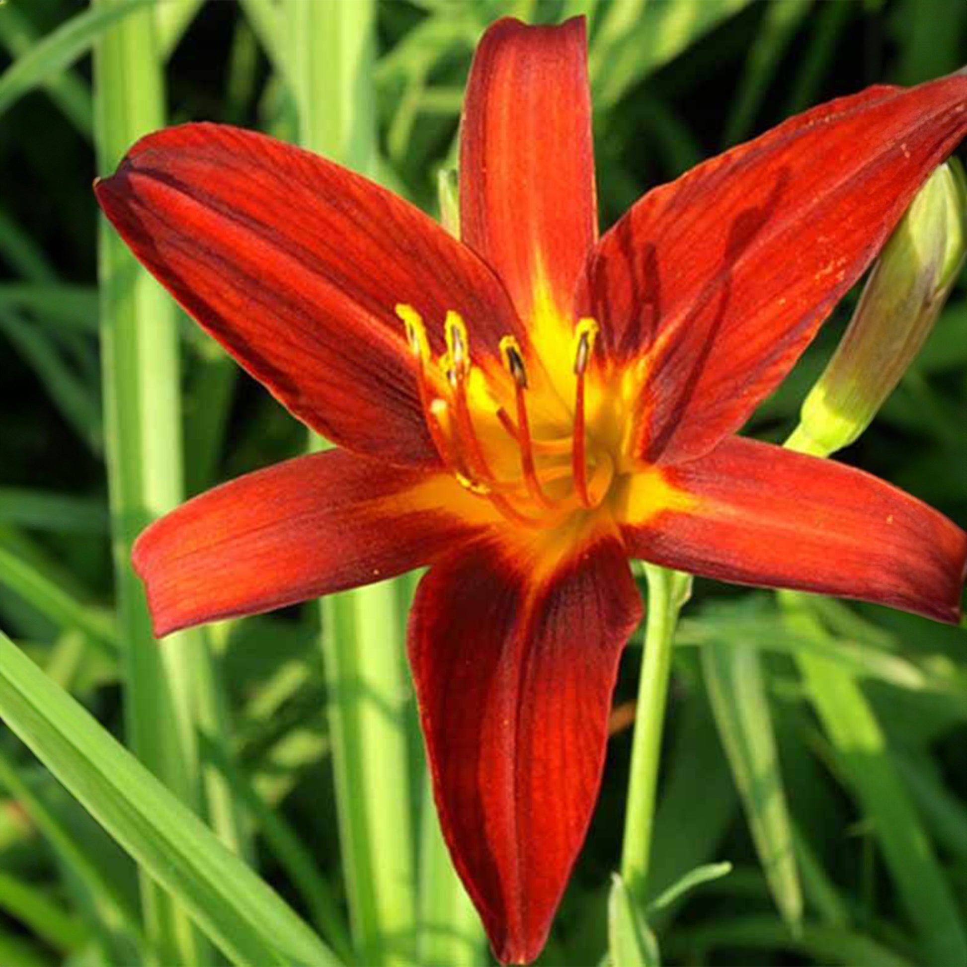 Taglilie Sammy Russell - Hemerocallis sammy russell