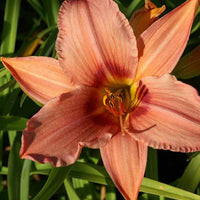 Hemerocalle Accepted Dare Eintagslilie - Hemerocallis accepted dare - Gartenpflanzen