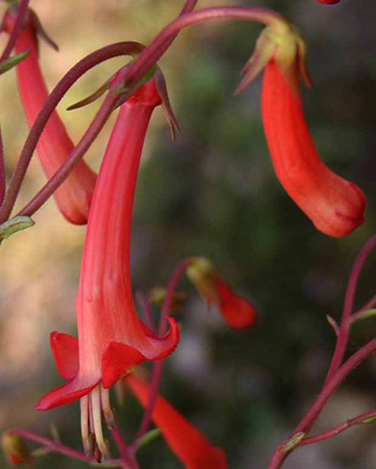 Kap-Fuchsie - Phygelius capensis - Gartenpflanzen