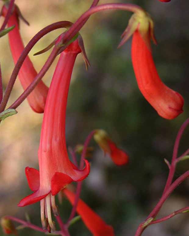 Kap-Fuchsie - Phygelius capensis - Gartenpflanzen