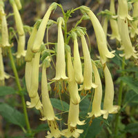 Kap-Fuchsie Moonraker - Phygelius rectus moonraker - Gartenpflanzen