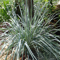 Agropyron der Magellanstraße Pektinische Quecke Blaue Elyme - Elymus magellanicus (agropyron) - Gartenpflanzen