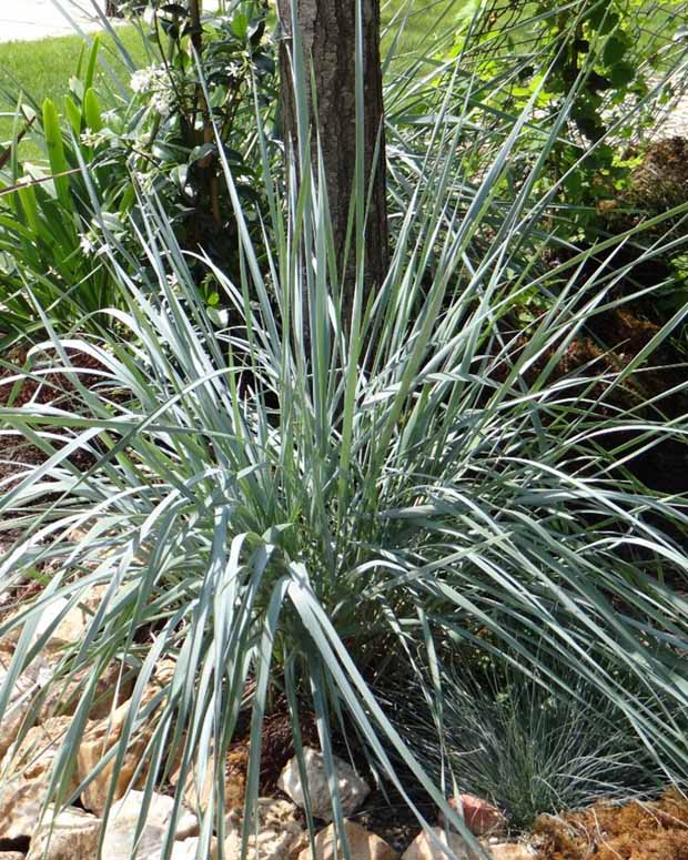 Agropyron der Magellanstraße Pektinische Quecke Blaue Elyme - Elymus magellanicus (agropyron) - Gartenpflanzen