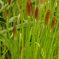 Thunberg Red Buttons Gras - Pennisetum thunbergii red buttons (massaicum) - Pflanzenarten