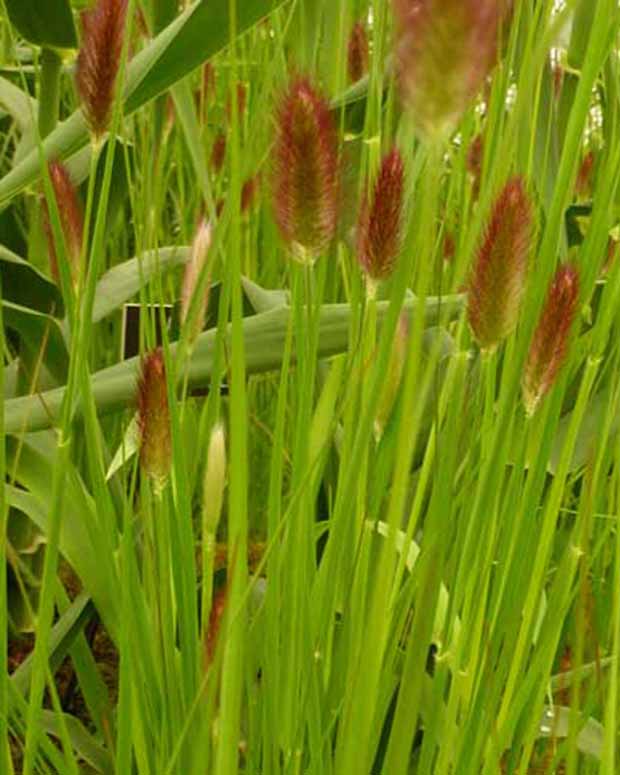 Thunberg Red Buttons Gras - Pennisetum thunbergii red buttons (massaicum) - Pflanzenarten