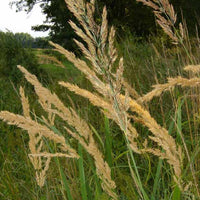 Land-Reitgras - Calamagrostis epigejos - Gartenpflanzen