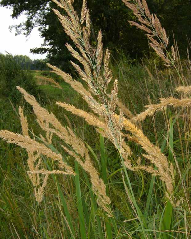 Land-Reitgras - Calamagrostis epigejos - Gartenpflanzen