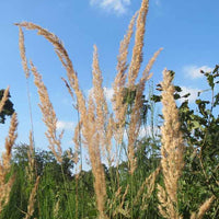 Land-Reitgras - Calamagrostis epigejos - Pflanzenarten