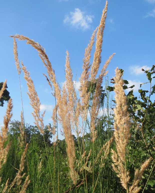 Land-Reitgras - Calamagrostis epigejos - Pflanzenarten