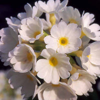 Kugel-Primel Alba - Primula denticulata alba - Gartenpflanzen