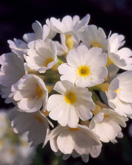 Kugel-Primel Alba - Primula denticulata alba - Gartenpflanzen