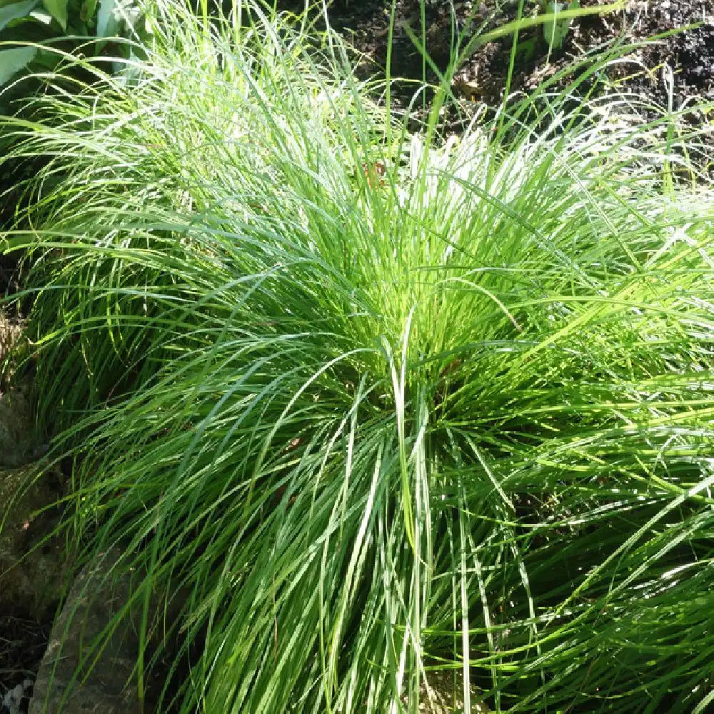 Bergsegge - Carex montana - Bakker