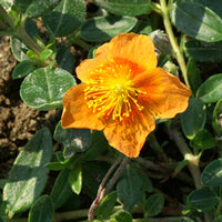 Helianthemen - Sonnenröschen 'Bronzeteppich' - Helianthemum bronzeteppich