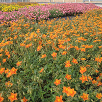 Sonnenröschen 'Bronzeteppich' - Helianthemum bronzeteppich - Bakker