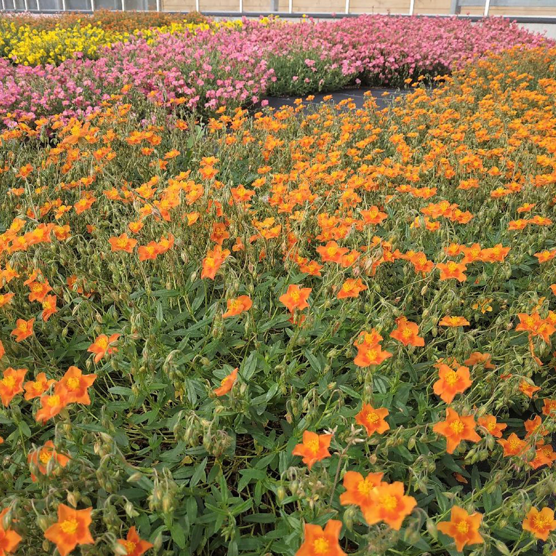 Sonnenröschen 'Bronzeteppich' - Helianthemum bronzeteppich - Bakker