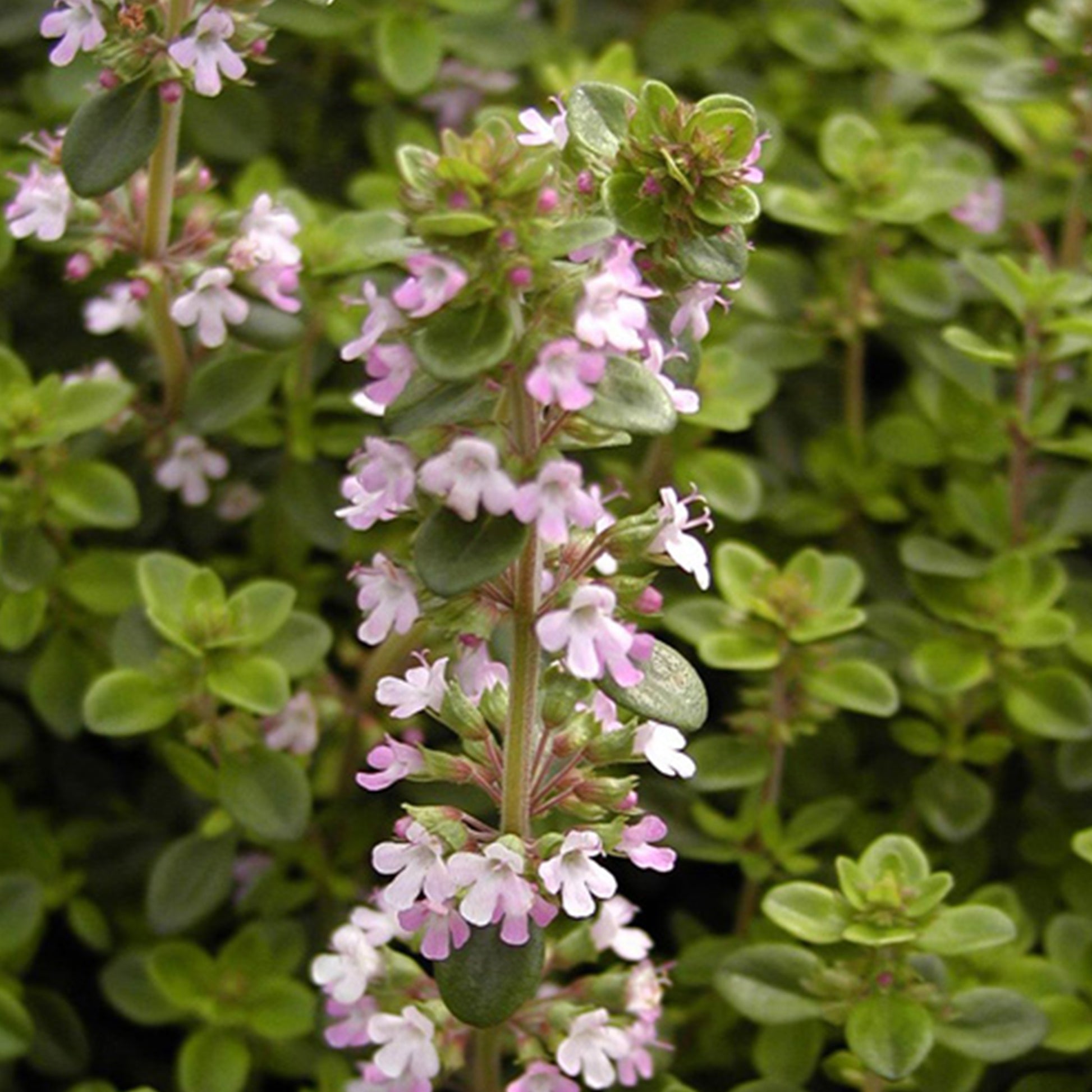 Sand-Thymian - Thymus serpyllum - Bakker